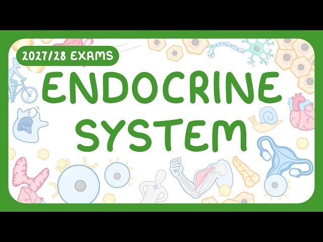 GCSE Biology - The Endocrine System (2027/28 exams)