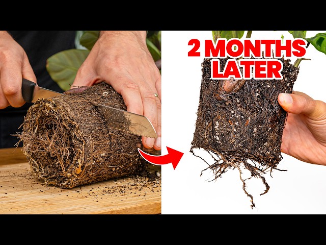 I Cut Off a Plant’s Roots. The Results Are In