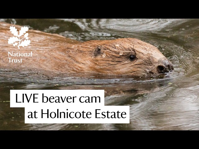 Beaver Lodge – LIVE from National Trust Holnicote Estate