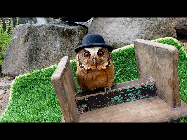 Cute Hat Owl Original Without Engineering