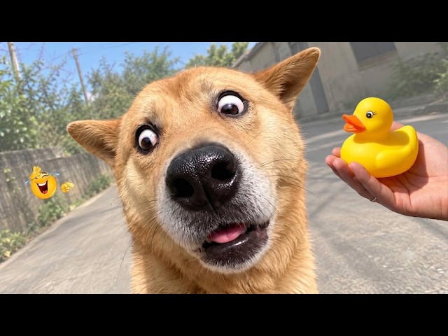 Funniest Pet Videos Ever 😹🐶 The Best Compilation of Cats & Dogs Making Us Laugh! 🐾