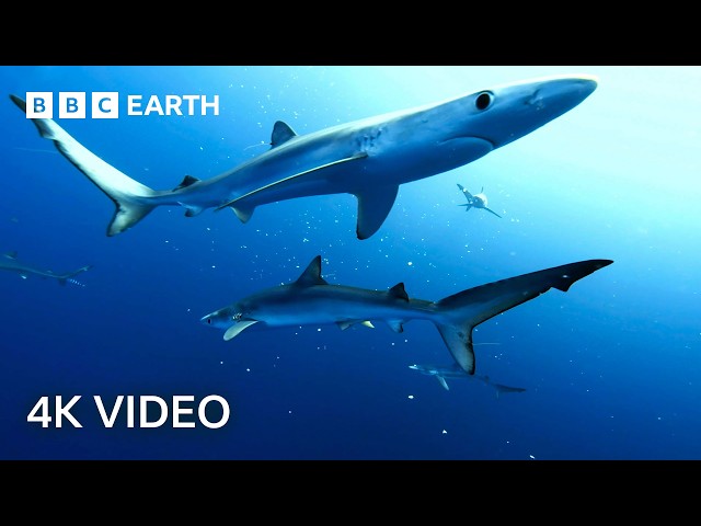 Breathtaking Ocean Wildlife In 4K | BBC Earth