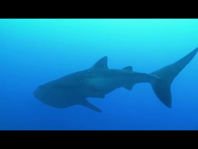 Wildlife of Our World. Seas and Oceans. BBC Animal Planet