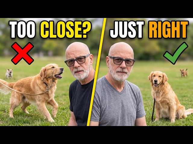 Why Your Big Dog Reacts to Everything on Walks (And How Distance Fixes It)