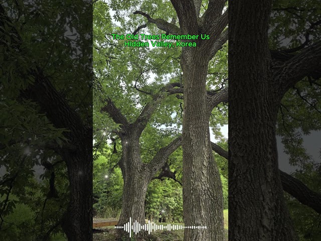 The Old Trees Remember Us | Relaxing Country Music | Hidden Valley, Korea | Sonogol Mountain 🌿🌊