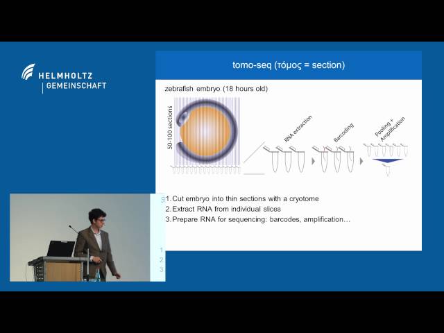 Jan Philipp Junker (MDC): Quantitative biology of developmental pattern formation