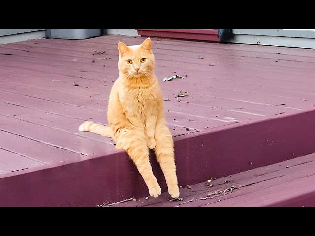 🔴 WATCH LIVE: FUNNIEST PET VIDEOS 24/7 🤣
