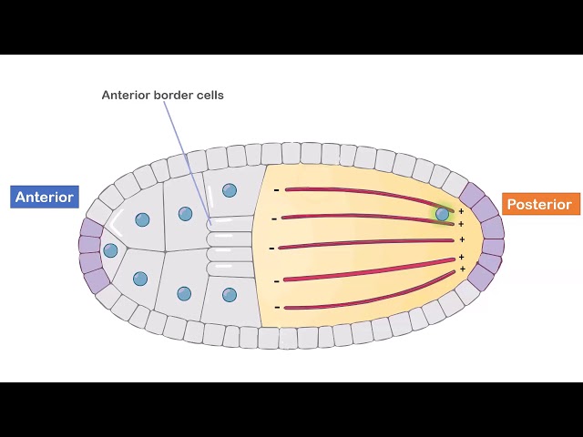 Axis Formation in Drosophila