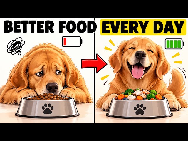 What Your Dog's Food Is Actually Doing to His Mood | The Gut-Brain Connection