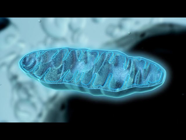 How Mitochondria Produce Energy
