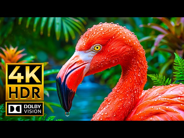 Amazing Animals of the Wild | Stunning 4K HDR Wildlife & Natural Landscapes | 4K 120FPS