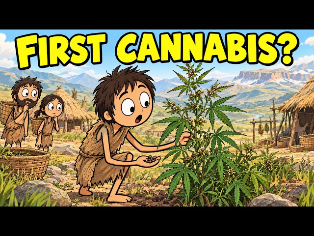 How Did Humans Domesticate Cannabis? | Brief Documentary