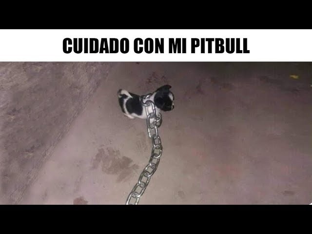 RANDOM MEMES #74