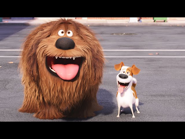 Adorable pets for 20 minutes 🥺 The Secret Life of Pets | Cartoons in Spanish