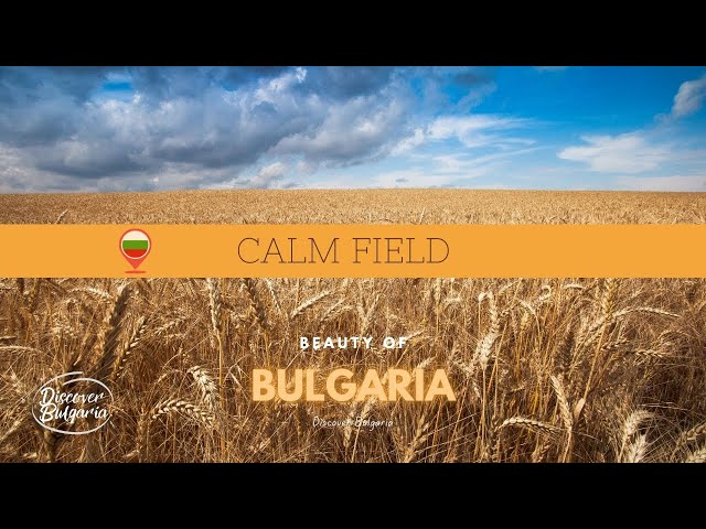 Relaxing Field Walk 8K 360