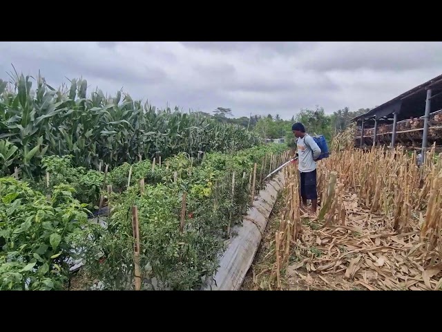 SECRET FERTILIZING METHOD FOR TWO TYPES OF CHILI CROPS! - Agriculture farming