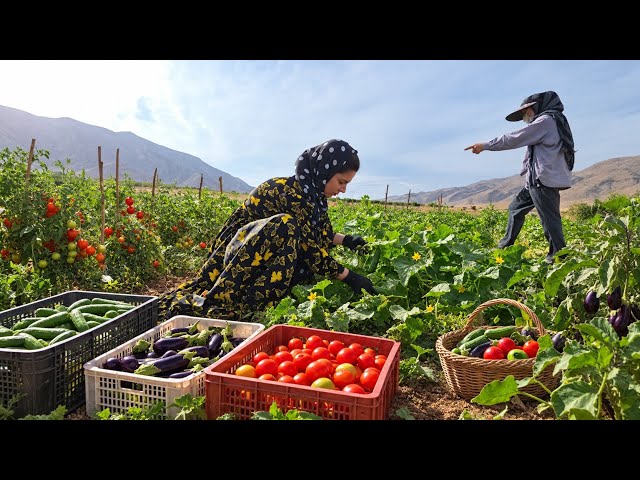 Soghra, a young woman; a farm worker to make ends meet 