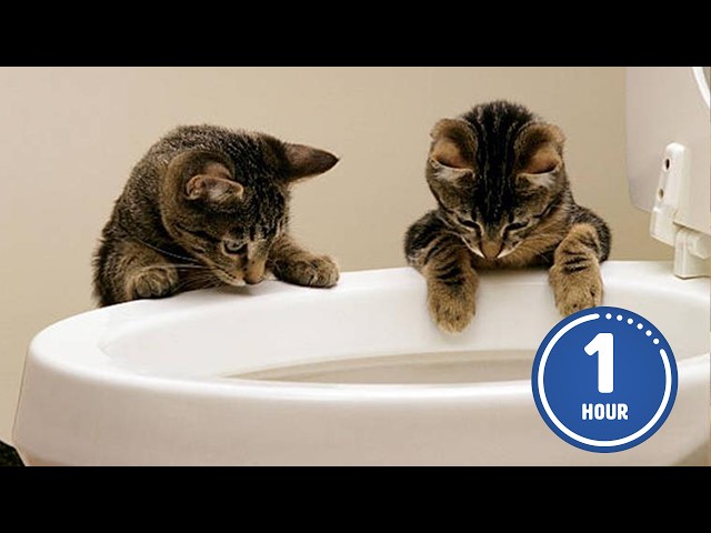 These CATS are too FUNNY! 🤣 | New Cat Videos