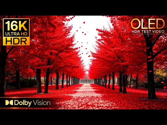 VISUAL EXCELLENCE — 16K HDR Dolby Vision® OLED Showcase
