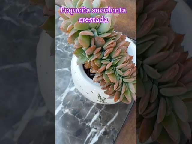 Dientes D Oro al aire #suculentas #jardim #plants #fyp #parati #flowers .😅🤣🤣