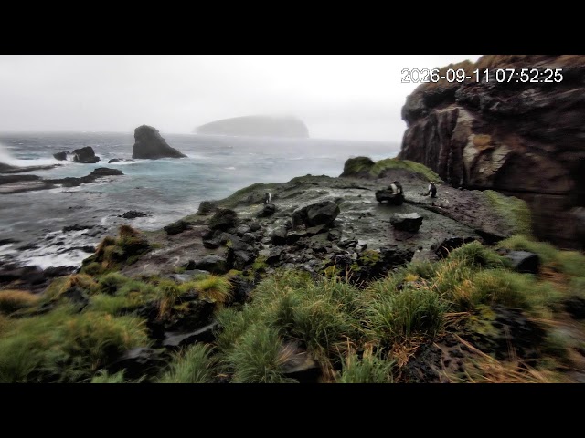 TawakiCam - Erect-crested penguins on Antipodes Island