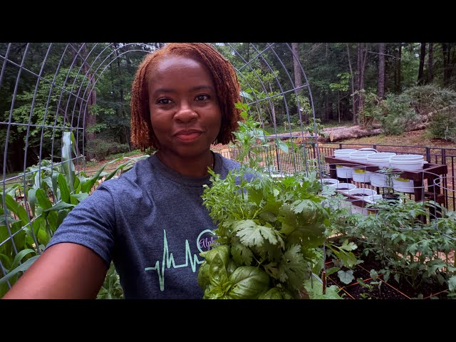 My First Herb Harvest