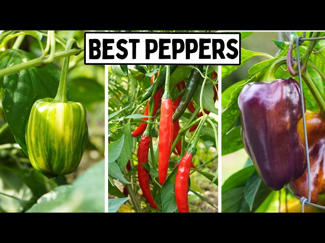 These Peppers Outperformed EVERYTHING In The Garden This Year