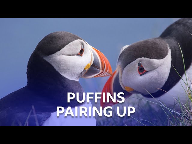 Puffins Pairing Up | Stormborn | BBC Scotland