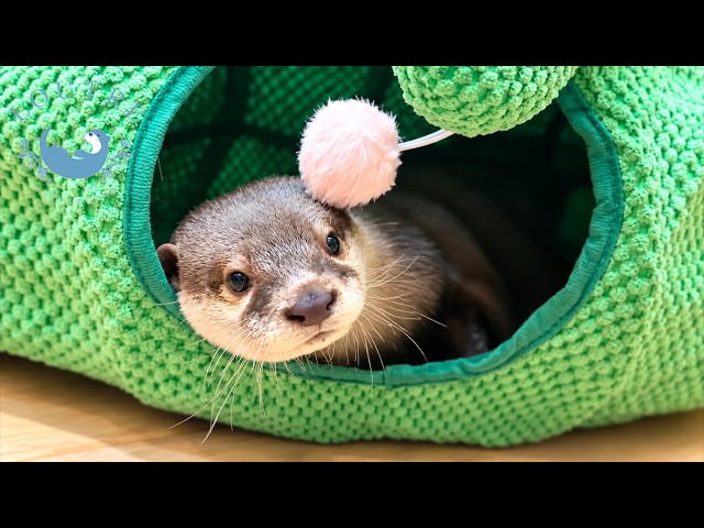 YouTuber Otter Knows How to Work the Camera!