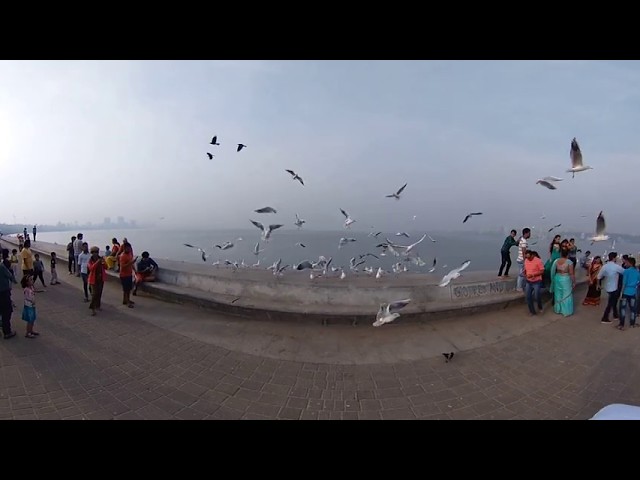 360° / VR - Pelicans / foreign birds visiting India, Mumbai,
