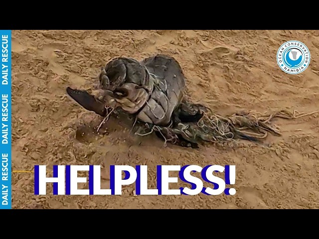 Ocean Conservation Namibia: Baby Seal Emergency