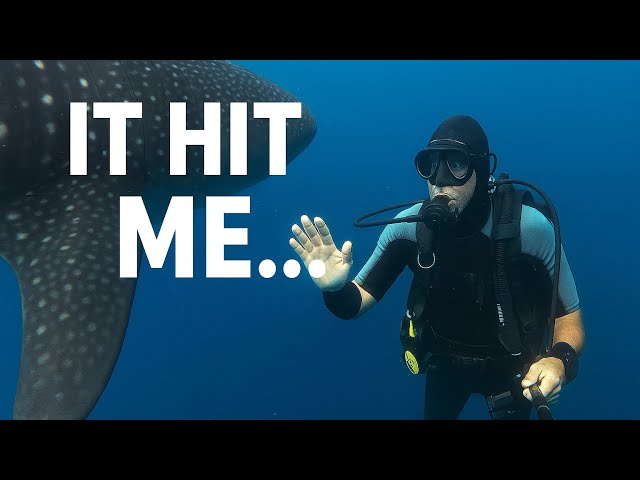 We Swam With a Giant Whale Shark!