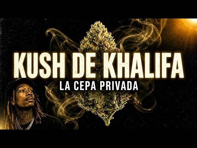 Khalifa Kush: The Strain That Was Never Meant for the Public