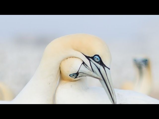 Iconic seabird of the North Atlantic|Gannets |northern gannets|Birds