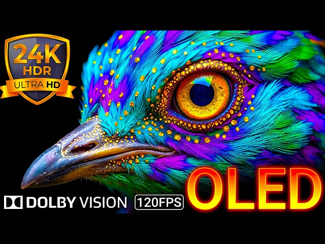 Wildlife Adventure 24K HDR 120FPS Dolby Vision OLED Test 8K/4K