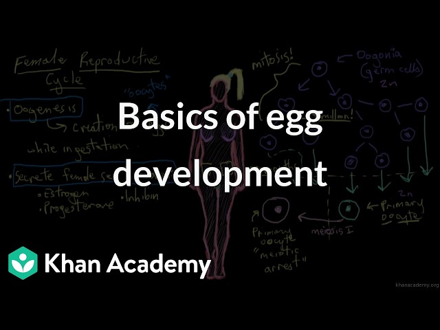 Basics of egg development | Grade 12 | Biology | NCERT | Khan Academy (IN accent)