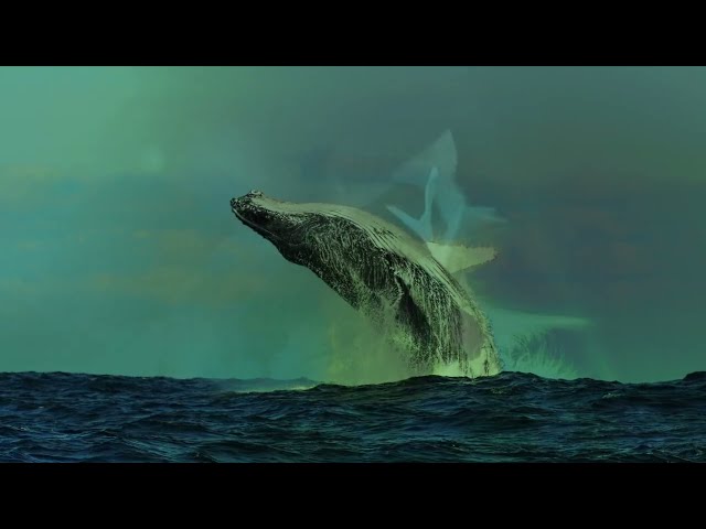 Stive Morgan - The Sound Of The Earth (2025)