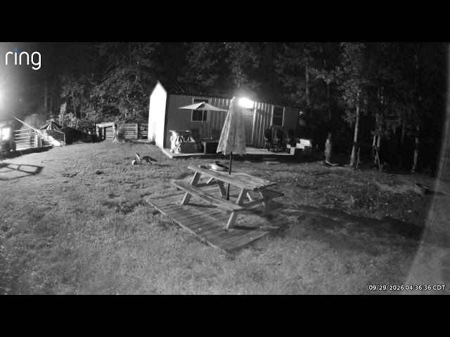 Red Fox.  Caught on ring cam  checking out the Hen House  area.  Tennessee  USA 