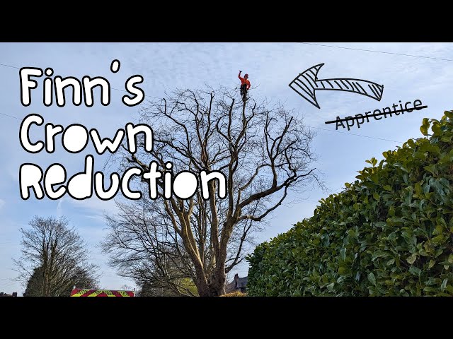 Pruning A Protected Tree