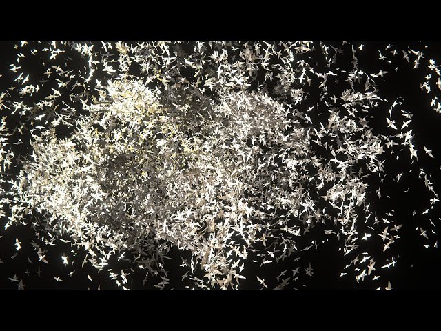 Original flock of birds motion graphics animation | 4K HDR