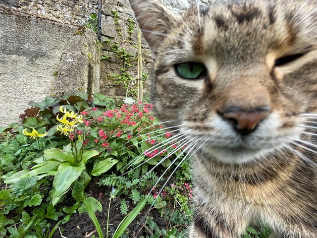 So much in this video. Garden plants & woodland path works & sheep work