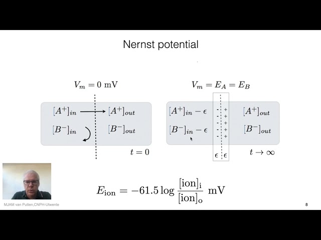 Basics I: Electrophysiology of the Neuron:  Excitable Cells