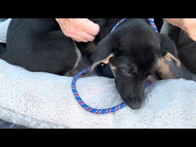 We Have PUPPIES!!!