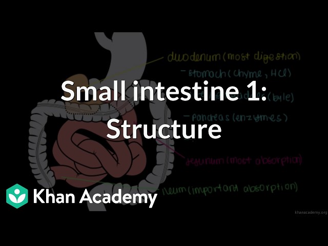 Small intestine 1: Structure | Grade 11 | biology | NCERT | Khan Academy (IN accent)