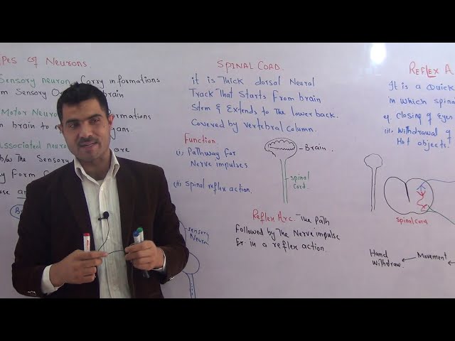L-4 Types of neuron, spinal cord and, reflex action and reflex arc Urdu Hindi BY Dr A. Hadi