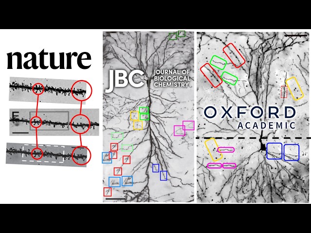 Faked Images of Neurons in Major Journals