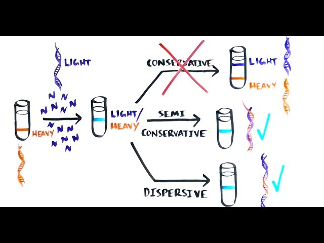 THE MOST BEAUTIFUL EXPERIMENT IN BIOLOGY: Meselson & Stahl, The Semi-Conservative Replication of DNA