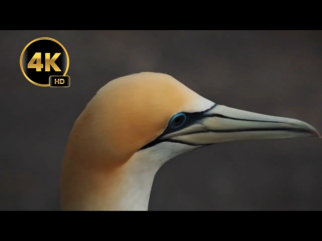 Gannets at Muriwai Part 1  Amazing Birdwatching and Wildlife in New Zealand