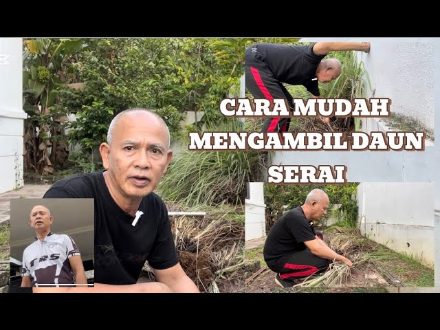 HOME GARDENING - CARA MUDAH MENGAMBIL DAUN SERAI