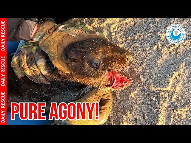 Removing a Dangerous Fishing Hook From a Seal's Mouth